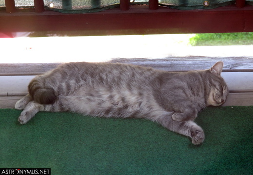Sleeping cat