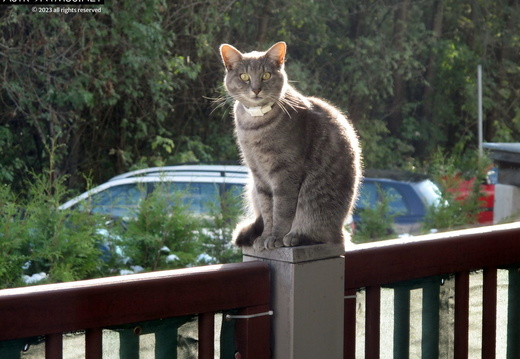 Pretty cat