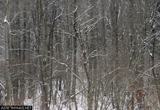Winter Impressions 2011