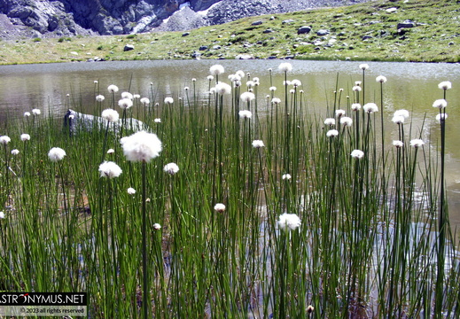 Cottongrass