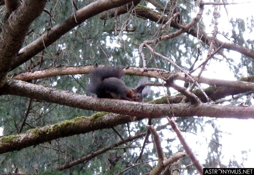 Red squirrel