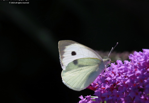 Cabbage butterfly