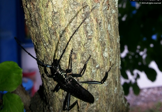 Musk beetle