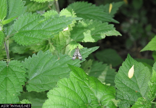 Common scorpionfly