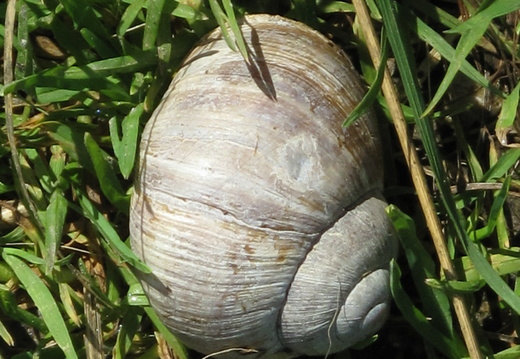 Roman snail
