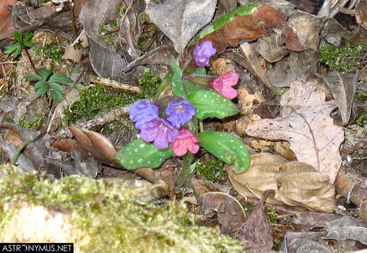 Lungwort
