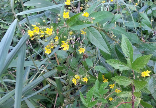 Yellow loosestrife