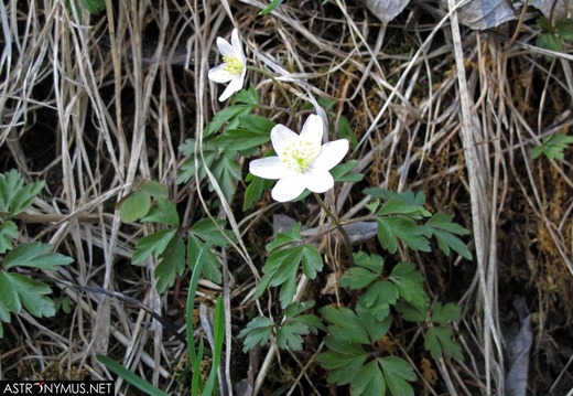 Wood anemone