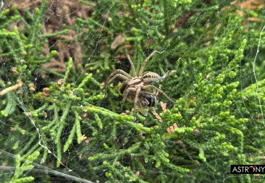 Funnel web spider and prey