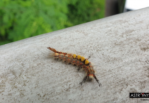 rusty tussock moth caterpillar